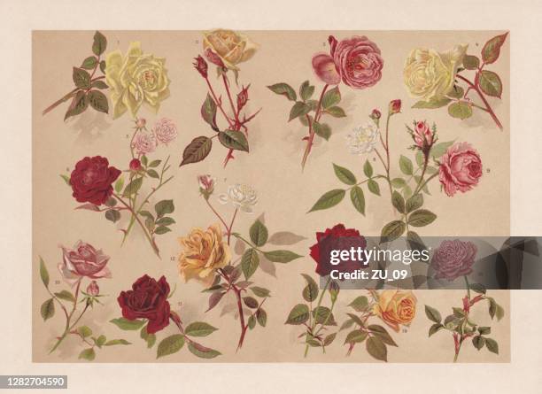 stockillustraties, clipart, cartoons en iconen met rozen, chromolithograaf, gepubliceerd in 1899 - provence