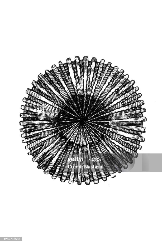 Palaeocyclus porpita, fossiles siluriens coraux
