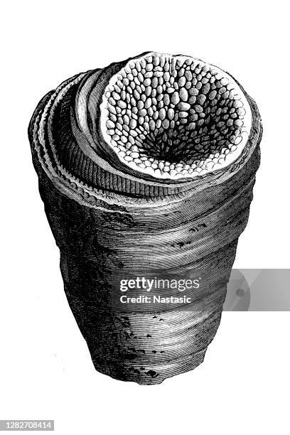 cystiphyllum vesiculosum, silurische fossilien korallen - sea urchin stock-grafiken, -clipart, -cartoons und -symbole