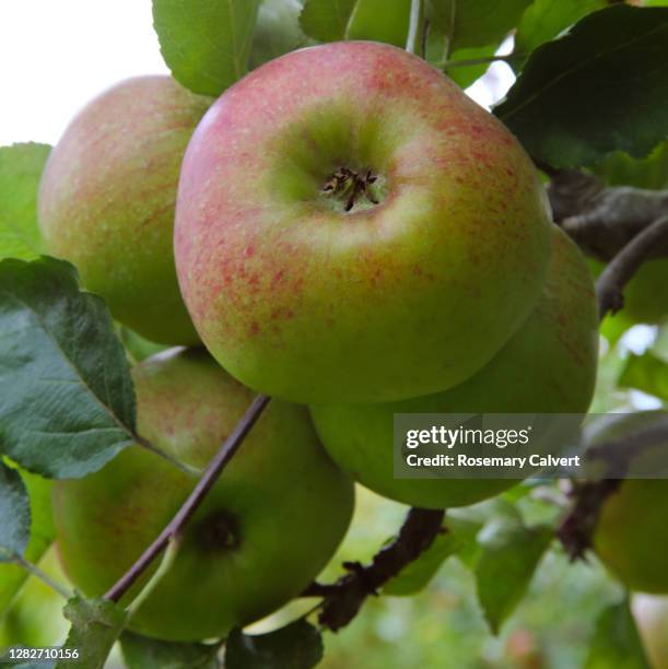 'crimson bramley' apples growing on tree in english garden orchard. - crimson bramley apple stock pictures, royalty-free photos & images