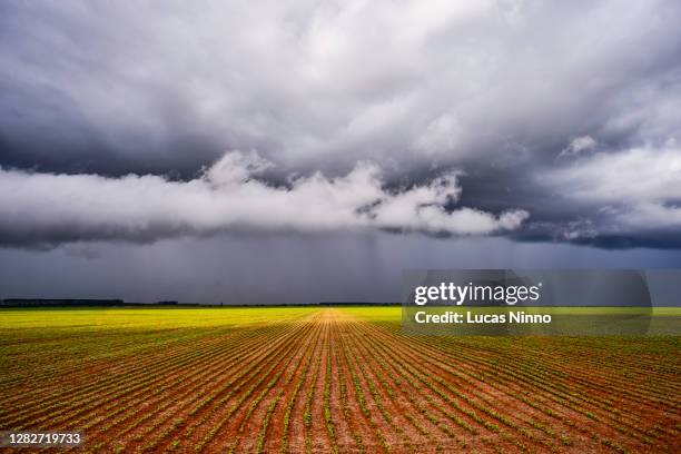 agricultural field - soybean field - rainy - monoculture stock pictures, royalty-free photos & images