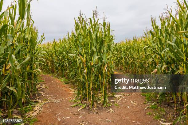 corn maze - corn maze stock pictures, royalty-free photos & images