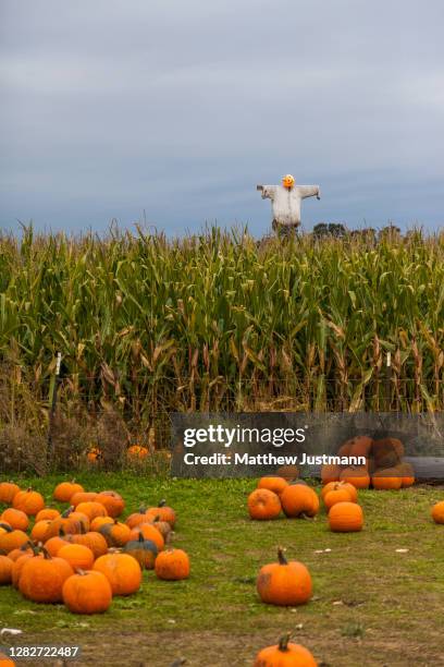 pumpkin patch 5 - corn maze stock-fotos und bilder