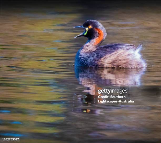 australasian grebe, victoria, australia. - australasia stock pictures, royalty-free photos & images