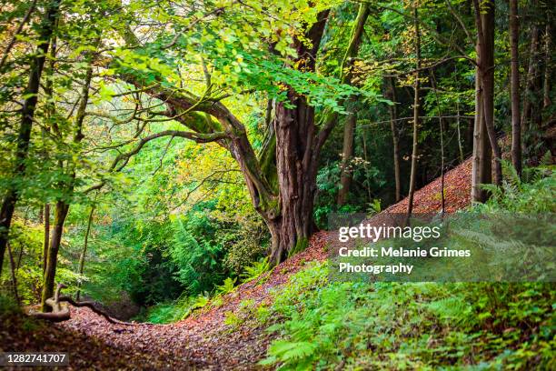 Deciduous Path Deciduous Trees Photos and Premium High Res Pictures - Getty Images