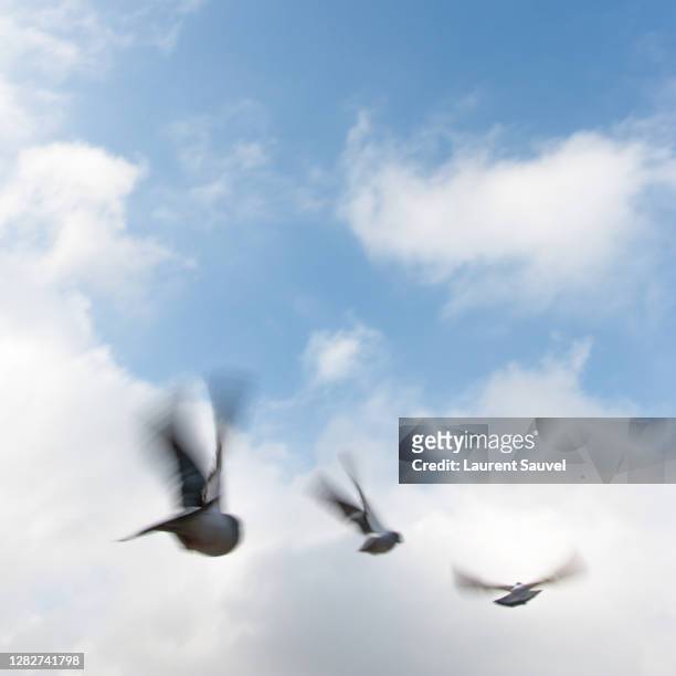 three birds flying against a cloudy blue sky - laurent sauvel photos et images de collection