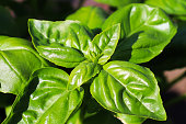 Beautiful basil herb leaves ready to be picked