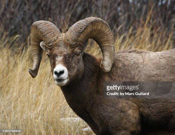 big horn sheep (ovis canadensis) jasper national park, alberta, canada - animals in the wild stock pictures, royalty-free photos & images