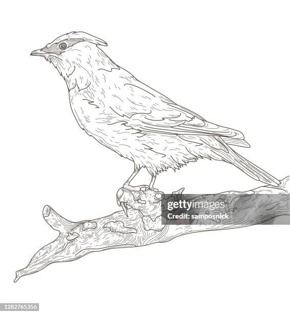 cedar waxwing bird perched on branch line art - cedar branch stock illustrations