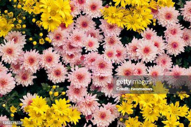 top view of pink and yellow chrysanthemum flower pots. - chrysanthemum fotografías e imágenes de stock