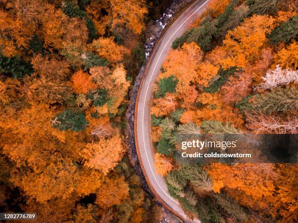 topdown aerial view of country road winding through autumn forest - alps romania stock pictures, royalty-free photos & images