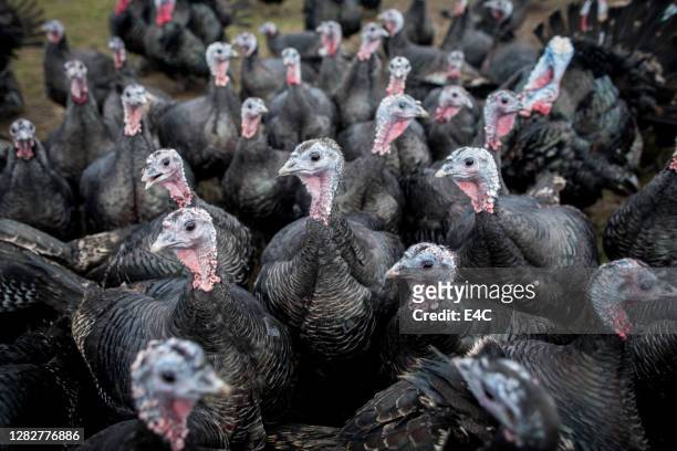 freiland-bronze-türken - chicken bird stock-fotos und bilder