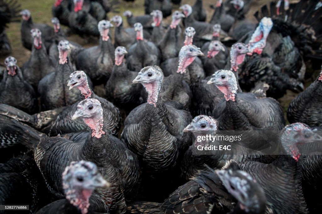 Free-range bronze turkeys