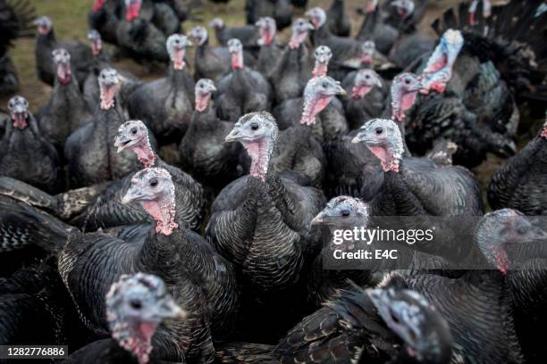 自由範圍青銅火雞 - turkey bird 個照片及圖片檔