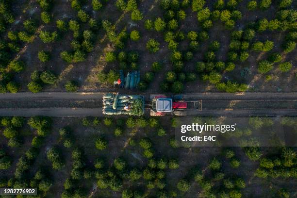 christmas tree farming - tree farm stock pictures, royalty-free photos & images