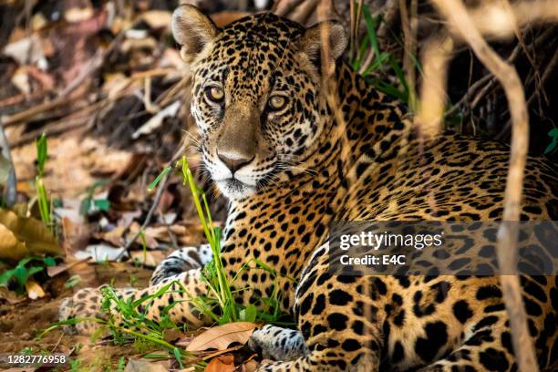 jaguar grande gato (panthera onca) - jaguar grande gato - fotografias e filmes do acervo