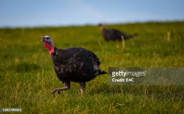 granja de turquía en dorchester inglaterra - turkey fotografías e imágenes de stock