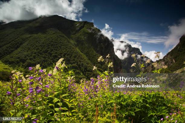 campanula latifolia, large bellflower growing in the valley of flowers in the himalayas - valley of flowers uttarakhand stock-fotos und bilder