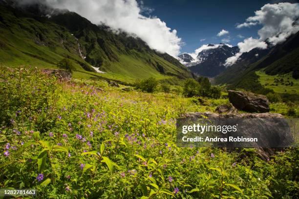 campanula latifolia, large bellflower growing in the valley of flowers in the himalayas - valley of flowers uttarakhand foto e immagini stock