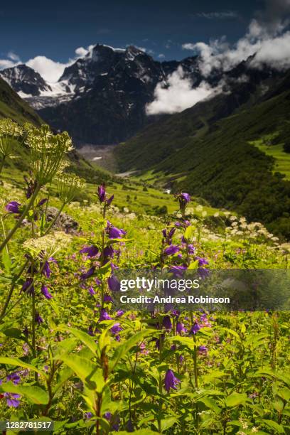 campanula latifolia, large bellflower growing in the valley of flowers in the himalayas - valley of flowers stock pictures, royalty-free photos & images