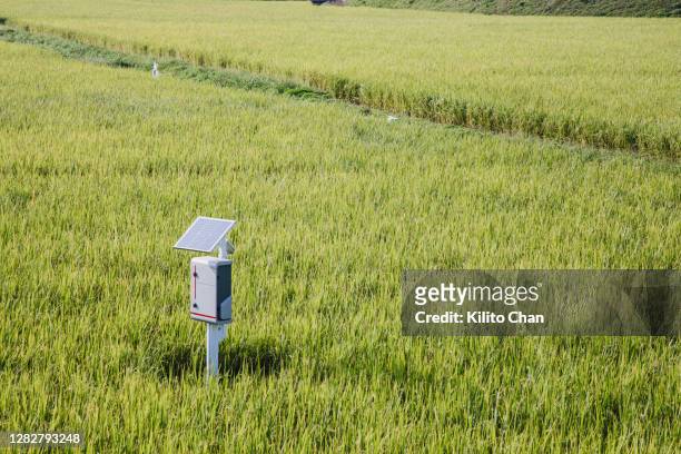 monitoring equipment fueled by solar energy in the paddy field - sensor stock-fotos und bilder