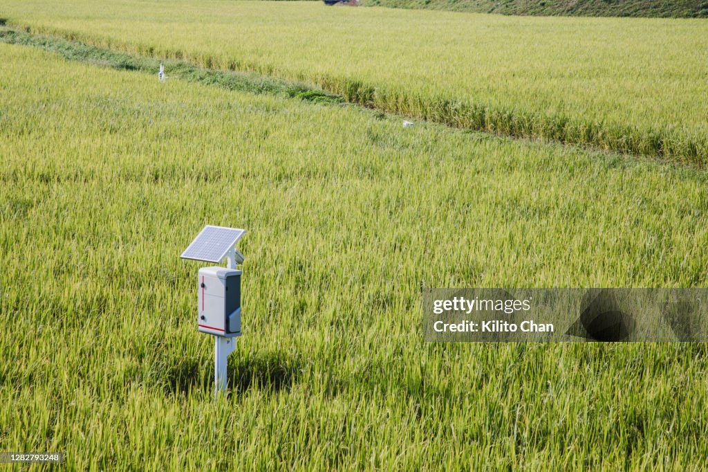 Monitoring equipment fueled by solar energy in the paddy field