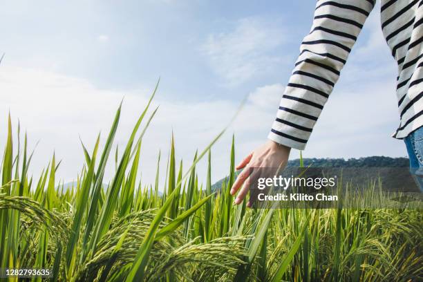 woman hand touching ears of paddy - rice plant close up stock pictures, royalty-free photos & images