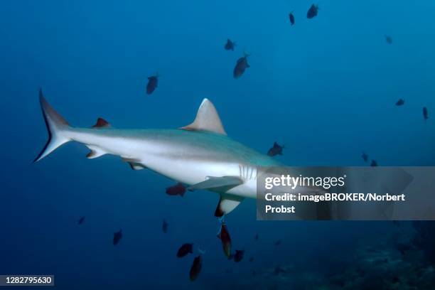 grey reef shark (carcharhinus amblyrhynchos) ...swimming in a shoal... redtoothed triggerfish (odonus niger) andaman sea, mu ko similan national park, similan islands, phang nga province, thailand - grey triggerfish stock pictures, royalty-free photos & images