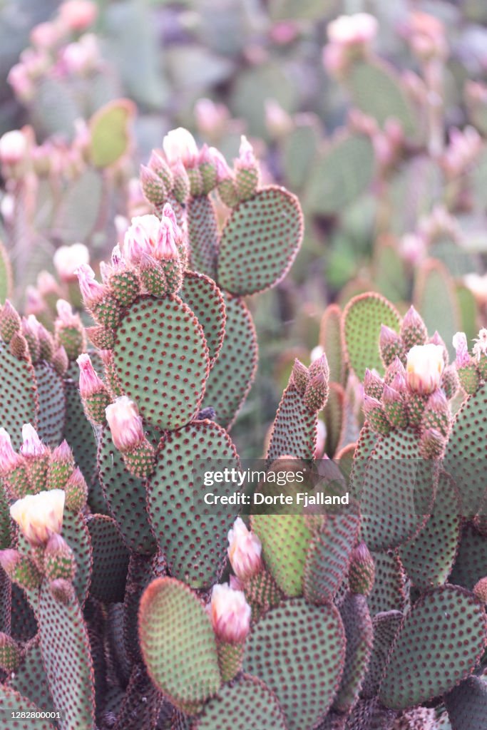 Pink blooming cacti