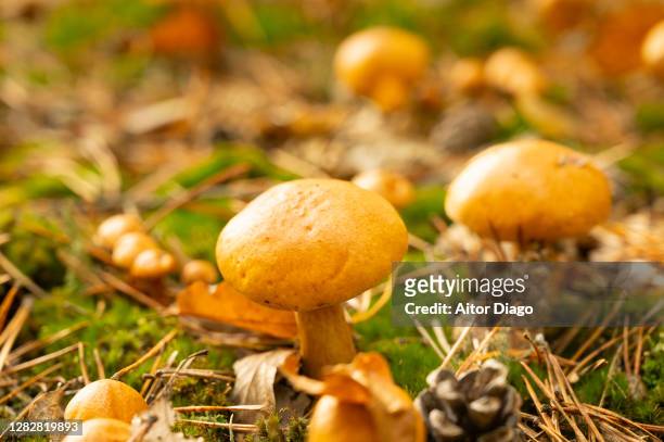 macro photography of a mushroom in autumn on the ground of a pine forest. brandenburg, germany. - field mushroom stock pictures, royalty-free photos & images