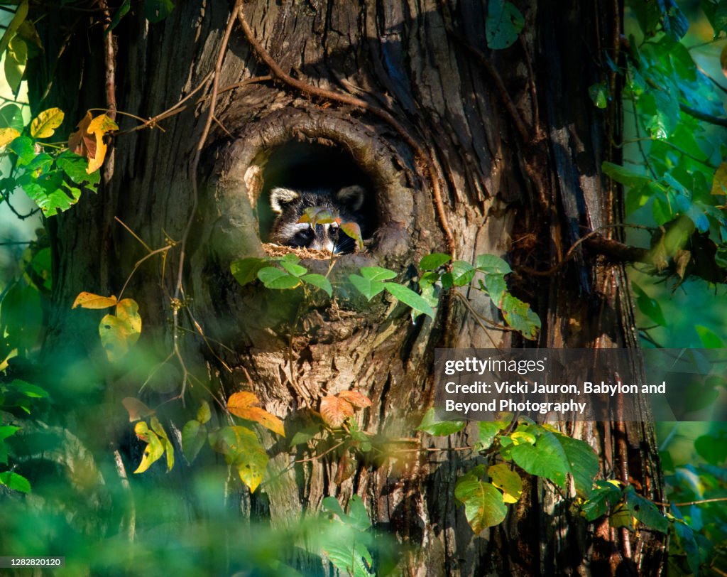 Adorable Raccoon in Tree with Lush Foliage in Pennsylvania