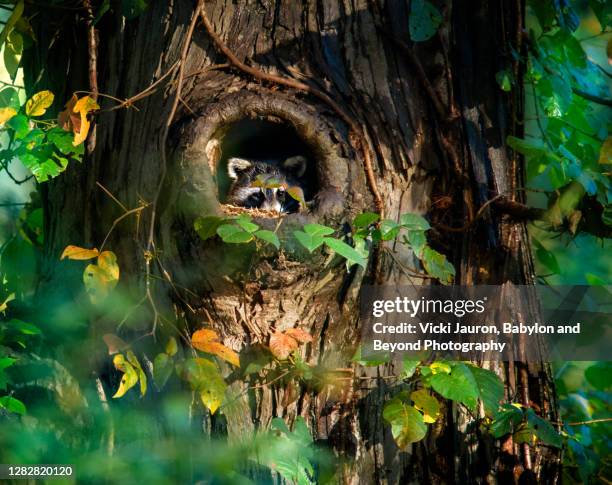 adorable raccoon in tree with lush foliage in pennsylvania - animal nest - fotografias e filmes do acervo