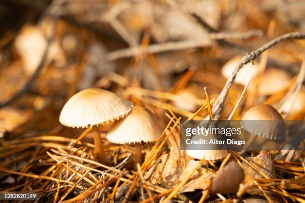 edible mushroom in  a pinte tree forest: a marasmius oreades. brandenburg, germany. - field mushroom stock pictures, royalty-free photos & images