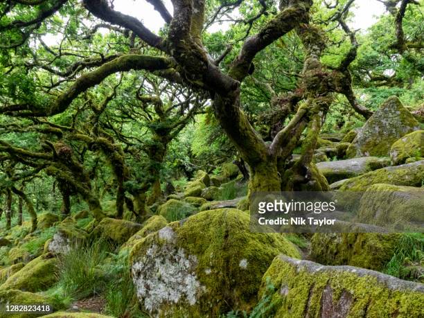 wistman's wood is an oak woodland on dartmoor, important for the mosses and lichens that grow on the trees and the granite rocks, dartmoor, devon, uk - lachen stock pictures, royalty-free photos & images