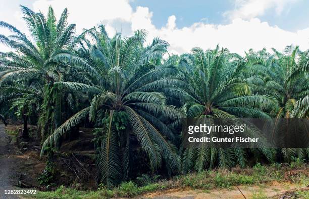commercial plantation of oil palms, elaeis guineensis, sabah, borneo, malaysia - oil palm imagens e fotografias de stock