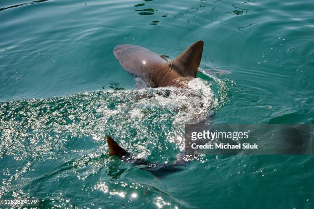 sandbar shark, carcharhinus plumbeus - flippers stock pictures, royalty-free photos & images