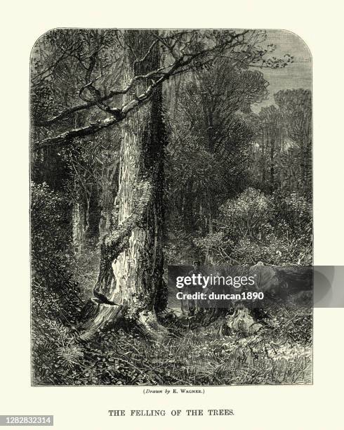 754点の森林作業員イラスト素材 Getty Images 754点の森林作業員イラスト素材 Getty Images