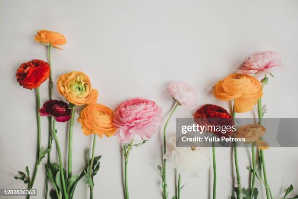 festive multicolored bright flowers buttercups on a white background - ranúnculo - fotografias e filmes do acervo