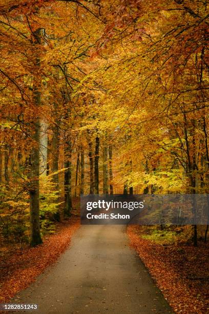 a narrow road through beech forest in autumn in daylight - single track stockfoto's en -beelden