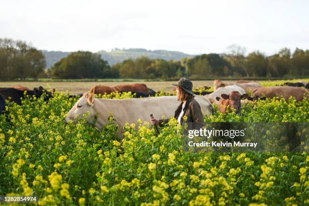 farmer who specialises in organic farming and a suckler herd - specialises stock pictures, royalty-free photos & images