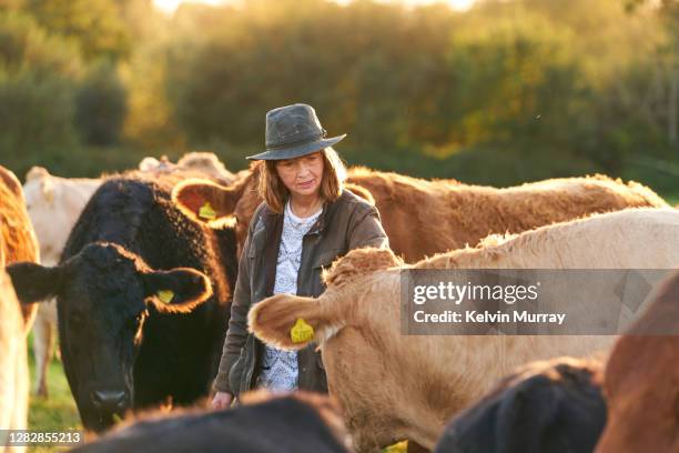 farmer who specialises in organic farming and a suckler herd - femalefocuscollection stock-fotos und bilder