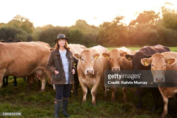 farmer who specialises in organic farming and a suckler herd - cow stock-fotos und bilder