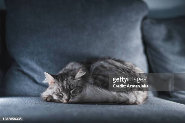 adorável e bonito cinza tabby gatinho dormindo no sofá - curled up - fotografias e filmes do acervo