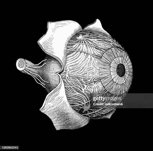 old engraved illustration of anatomy of the human eye, eye nerves and iris - human eye stock pictures, royalty-free photos & images