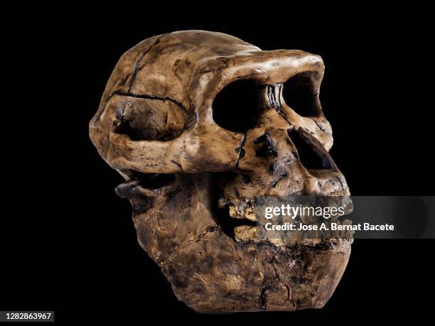 human skull of an australopithecus on a black background. - neanderthal fotografías e imágenes de stock