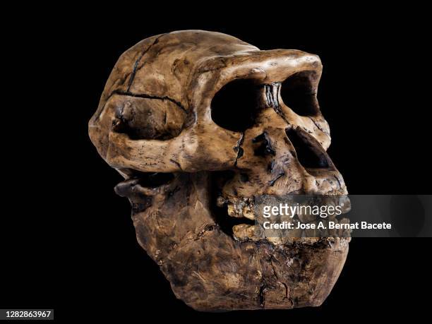 human skull of an australopithecus on a black background. - ancient stock pictures, royalty-free photos & images