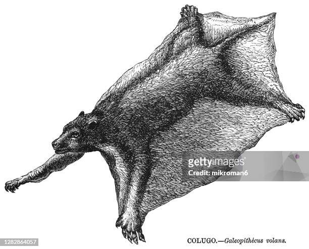 old engraved illustration of the philippine flying lemur or philippine colugo - colugo - fotografias e filmes do acervo