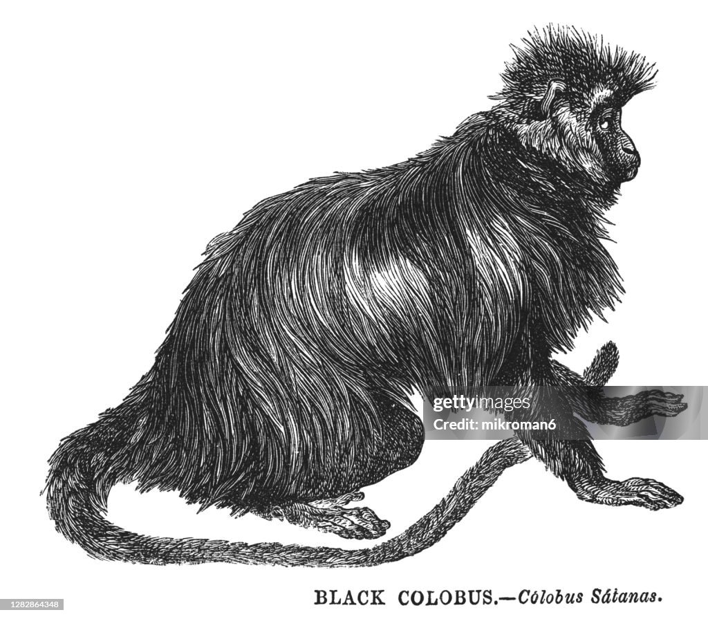 Colobuses Drawing Old Engraved Illustration Of The Black Colobus High-Res Stock Photo ...