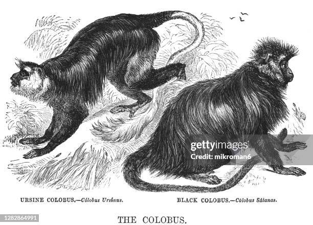 Colobuses Drawing Safari Animals Drawing Photos and Premium High Res Pictures - Getty Images