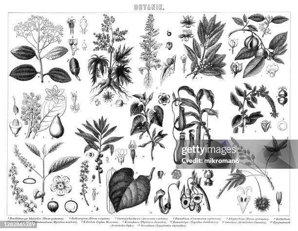 old engraved illustration of botany - monochrome green stock pictures, royalty-free photos & images